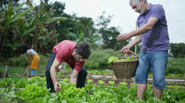 Ayah Dan Anak Dewasa Memetik Selada Organik Peternakan Kecil Sekelompok — Stok Foto
