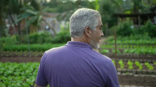 Back of older man walking in small farm. Senior farmer walks forward in organic farming overlooking cultivation. Sustainability concept