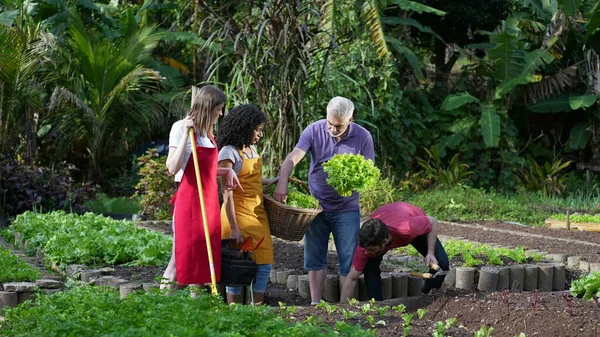 Urban gardeners growing community farming holding organic basket with lettuces. Group of diverse people in local farm