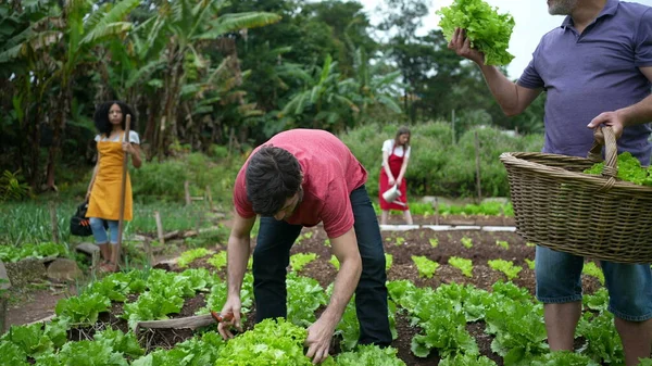 Group of community farmers cultivating organic food at local small urban farm. People growing lettuces and vegetables