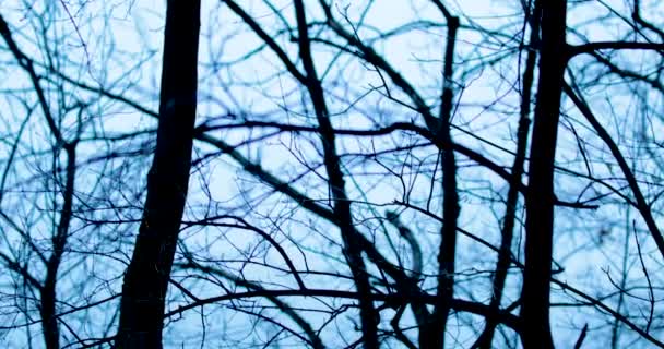 Gałęzie Drzew Sezonie Zimowym — Wideo stockowe