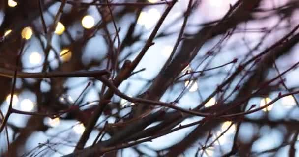 Beautiful Abstract View Branches Twilight Hours — Stock Video