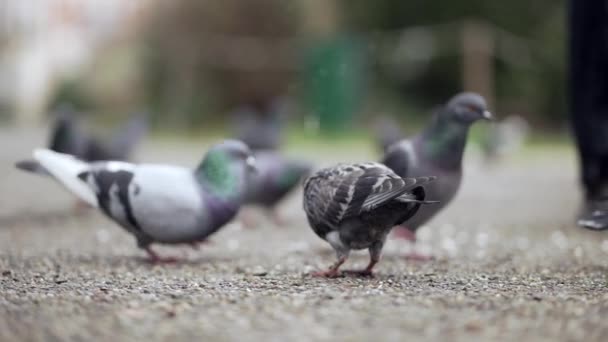 Güvercin Sürüsü Parkta Yemek Yiyor — Stok video