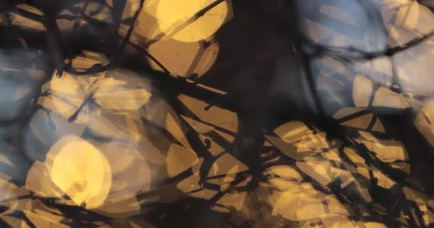 아름다운 추상적 황혼시에 나뭇가지들로 뒤덮여 — 비디오