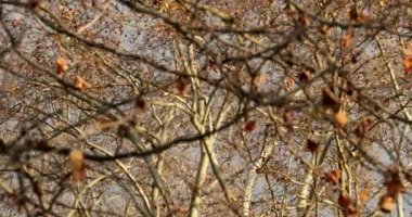 Sonbahar kış mevsimi, çıplak dallar soğuk mevsim