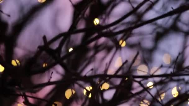 Beautiful Abstract Foliage Bokeh Branches Twilight Sunset Golden Hour Time — Stock Video