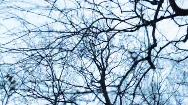 Holé Větve Stromě — Stock video