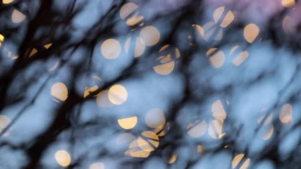 Beau Feuillage Abstrait Bokeh Branches Pendant Crépuscule Coucher Soleil Heure — Video