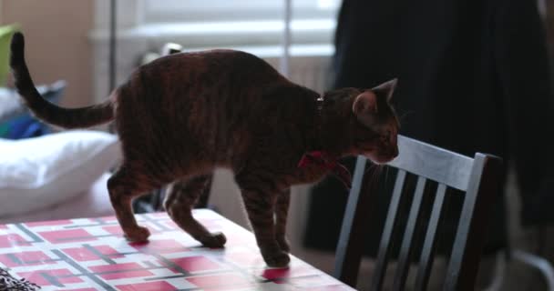 キッチンテーブルの上に国産猫 — ストック動画