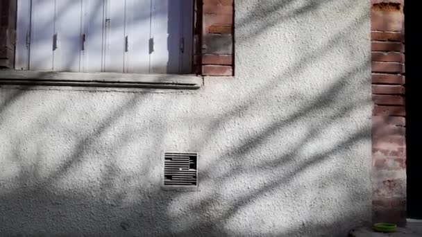 墙体混凝土上的树枝影子 — 图库视频影像