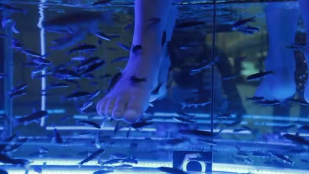 Rybí Lázně Nohy Pedikúra Péče Pleť Detailní Záběr Ryby Okusující — Stock video