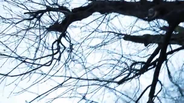 Kahle Äste Einem Baum — Stockvideo