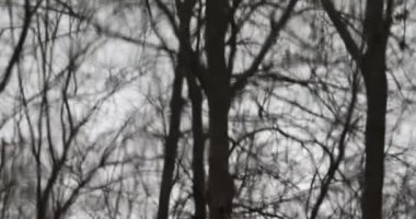 Göldeki sudaki ağaç dallarının siluetleri, 4K 'daki hüzünlü melankolik atmosfer.