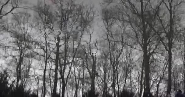 Sylwetki Drzew Gałęziowych Wodzie Nad Jeziorem Smutna Melancholijna Atmosfera — Wideo stockowe