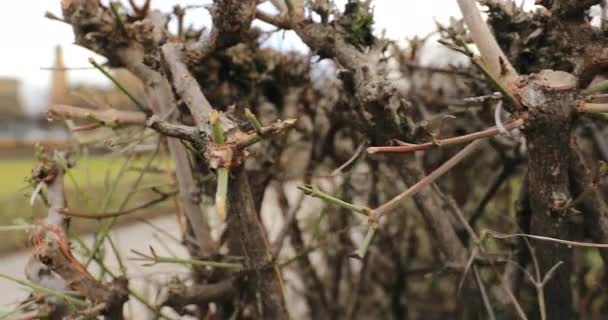 Coupe Uniforme Des Buissons Taille Jardin Haie Branches Taillées Parc — Video