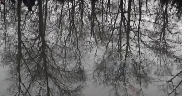 Baumsilhouetten Wasser Einem See Traurig Melancholische Atmosphäre — Stockvideo