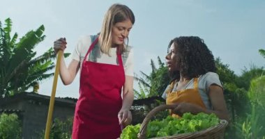 İki farklı kadın şehir çiftçisi ellerinde bir sepet yeşil marul tutuyorlar ve toplum bahçesi çiftliğinden bahsediyorlar. Önlük takan ve ekili yiyeceklerden bahseden kadınlar.