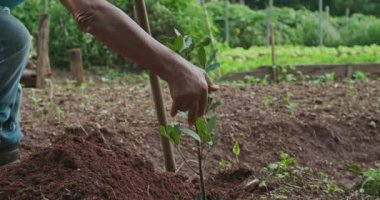 Kıdemli adam dünyaya bir tohum ağacı dikiyor ve dışarıdaki çapa tarım aletini kullanarak toprakla kaplıyor. Yaşlı erkek çiftçi küçük bir ağaç diker. Sürdürülebilirlik kavramı