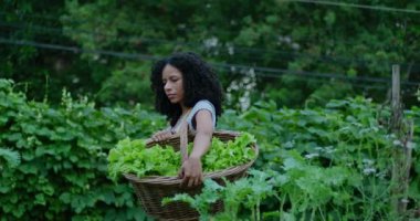 Elinde marul sepeti olan bir zenci kadın şehir çiftliğinde dışarıda yürüyor. Afro-Amerikalı kadın çiftçilik