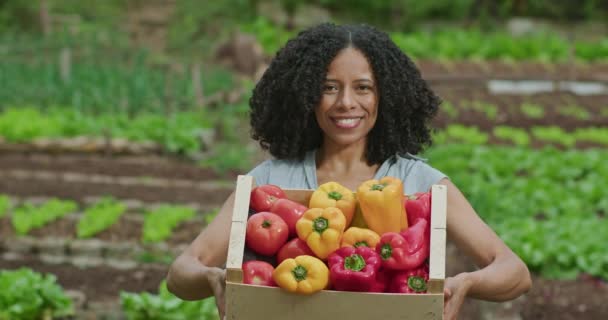 40代のアフリカ系アメリカ人女性が小さな農場を背景に野菜のバスケットを持っている姿を描いています 赤と黄色のピーマンの農業栽培を示すブラジルの女性起業家 — ストック動画