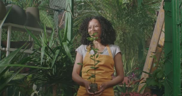 一个快乐的黑人女人抱着温室里的植物 身穿围裙的非裔美国女性微笑着向镜头展示植物 — 图库视频影像