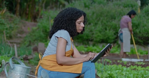Czarna Kobieta Używająca Tabletek Małej Farmie Afroamerykanka Wykorzystująca Technologię Rozwoju — Wideo stockowe