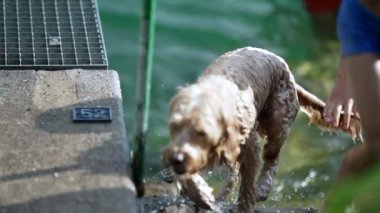 Islak Köpek sudan çıkıyor ve sudan kurtuluyor.