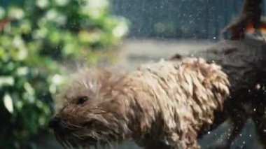 Islak köpek her yerde uçan damlacıkları sallar. Yazın göl banyosundan sonra kendini kurutan köpek.