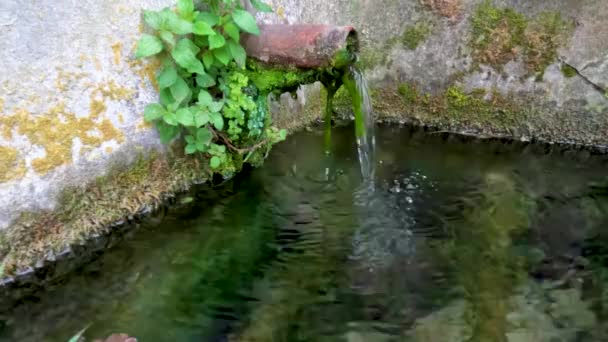 Alter Brunnen Und Tränke Für Tiere Aus Denen Frisches Wasser — Stockvideo