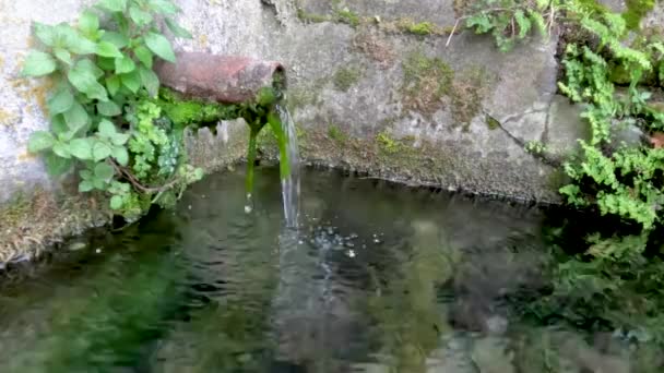 Fuente Antigua Bebedero Para Animales Los Que Fluye Agua Dulce — Vídeos de Stock