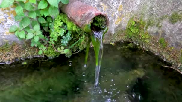 Old Fountain Drinking Trough Animals Which Fresh Water Flows — Stock Video