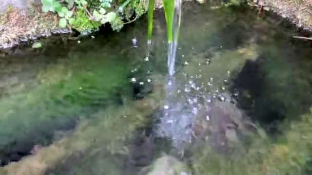 Fonte Velha Bebedouro Para Animais Dos Quais Flui Água Doce — Vídeo de Stock