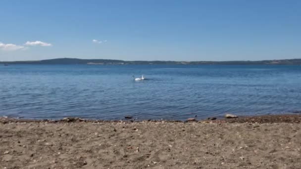 Two White Swans Search Food Swim Peacefully Waters Lake Bracciano — 图库视频影像