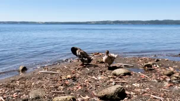 Two Ducks Cleaning Feathers Shores Lake Bracciano Italy — 图库视频影像