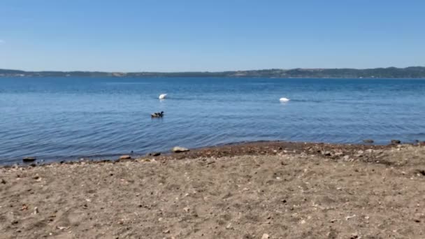 Two White Swans Two Ducks Search Food Swim Peacefully Waters — стокове відео