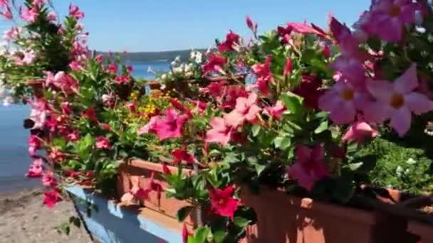 Variety Colorful Flowers Shores Lake Bracciano — стокове відео