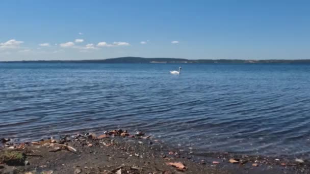 White Swan Calmly Crosses Calm Waters Lake Bracciano — стокове відео