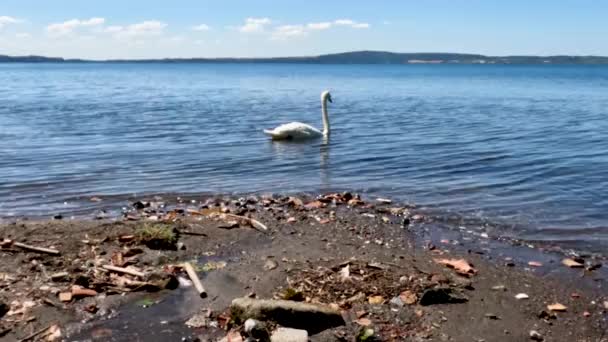 Swan Search Food Swims Quietly Waters Lake Bracciano — Video Stock