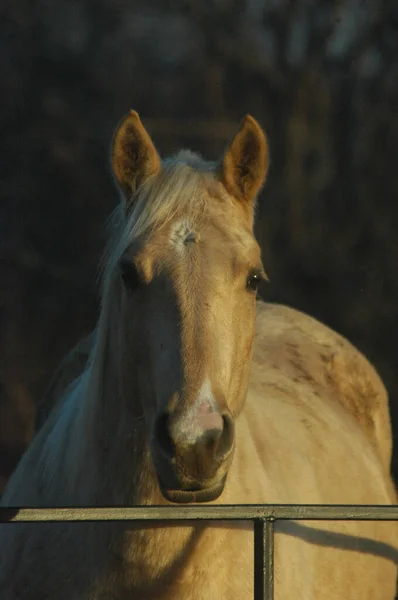 Paard Wei Bij Zonsondergang — Stockfoto