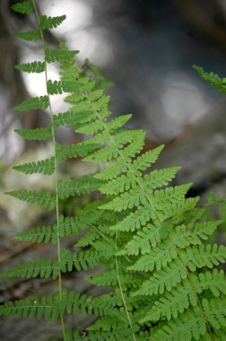 Ormandaki eğreltiotu yaprağı bulanık arka planda