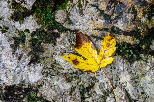 秋の風景 黄色の葉 落ちた葉の中の道 森の道 イタリア — ストック写真