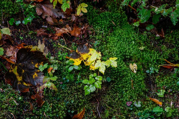 Sonbahar manzarası. Sarı yapraklar. Düşen yapraklar arasında yol. Orman yolu. İtalya