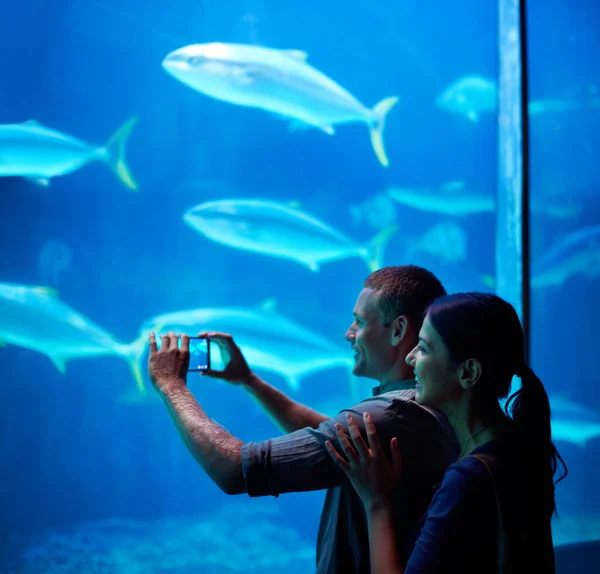 Захоплення морських спогадів. Знімок молодої пари робить знімок риби в акваріумі . — стокове фото