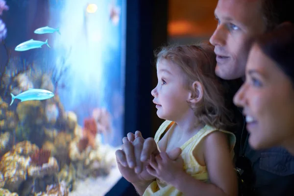 Ze concentreerde zich op die vissen. Gehakte foto van een klein meisje op een uitstapje naar het aquarium. — Stockfoto