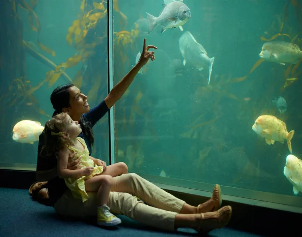 Шеш зосередився на цих рибах. Обрізаний знімок маленької дівчинки на виході в акваріум . — стокове фото