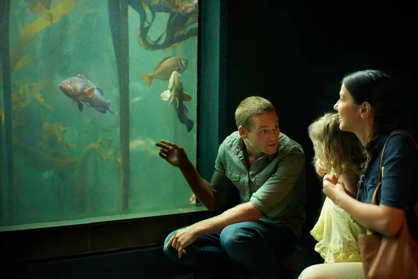 Ze concentreerde zich op die vissen. Gehakte foto van een klein meisje op een uitstapje naar het aquarium. — Stockfoto