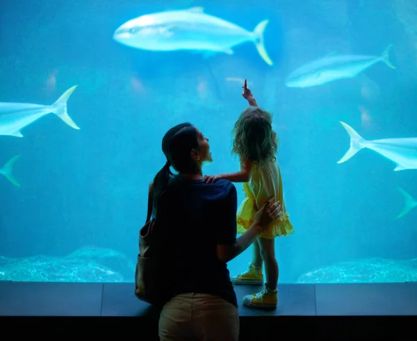 Шеш зосередився на цих рибах. Обрізаний знімок маленької дівчинки на виході в акваріум . — стокове фото