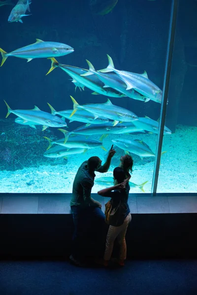 Daar om de zeedieren te zien. Opname van een gezin van drie op een uitstapje naar het aquarium. — Stockfoto