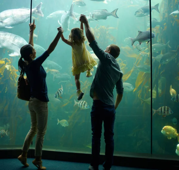 Ze concentreerde zich op die vissen. Gehakte foto van een klein meisje op een uitstapje naar het aquarium. — Stockfoto