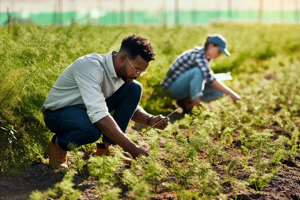 Viver a vida como o verde. Filmagem completa de um belo jovem agricultor trabalhando em sua fazenda com uma colega no fundo. — Fotografia de Stock